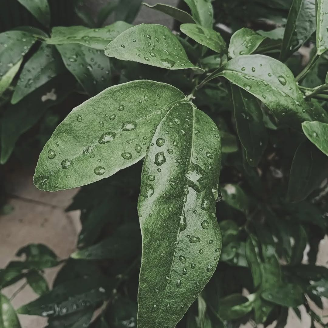 green-leaves-close-up